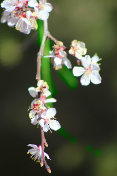 樱桃花