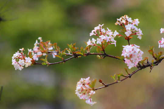 花卉特写