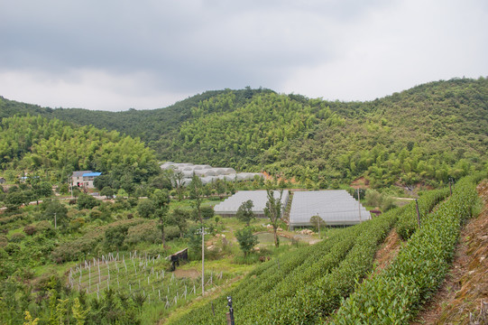 山里的种植基地