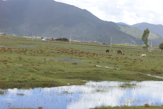 香格里拉湿地