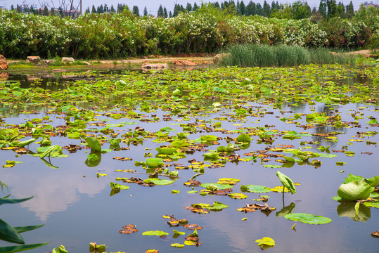 昆明滇池湿地