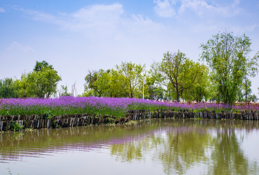 昆明滇池湿地