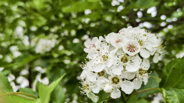 山楂花