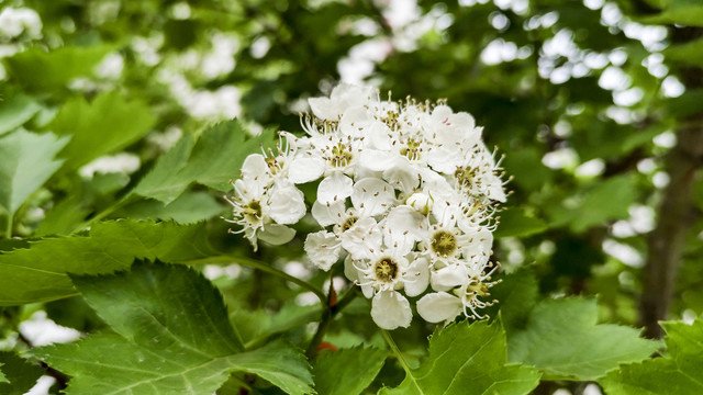 山楂花