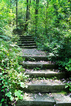 登山道