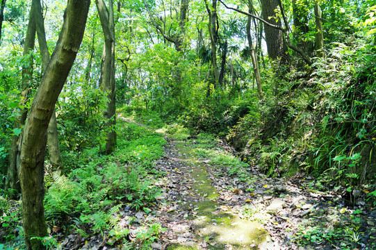 登山道