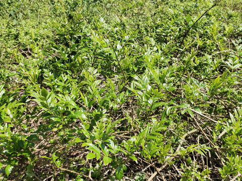 莓茶种植