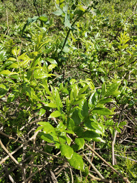 莓茶嫩叶特写