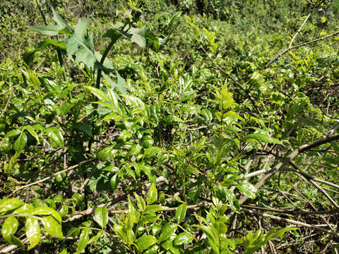 莓茶种植