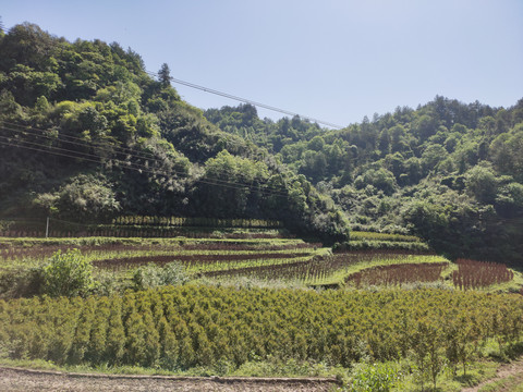 树木与远山