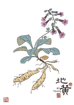 地黃