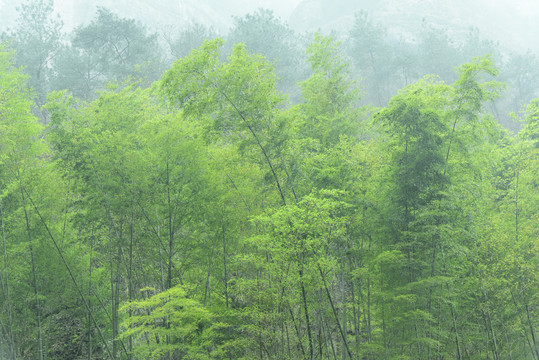 新昌穿岩十九峰景区竹园竹林