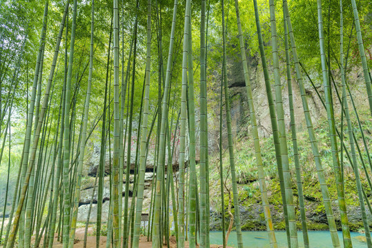 新昌穿岩十九峰景区竹园竹林