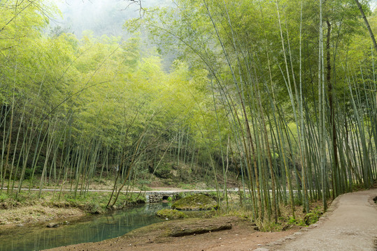 新昌穿岩十九峰景区竹园竹林小溪