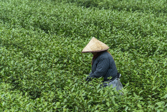 茶园绿茶龙井茶采茶