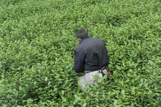 茶园绿茶龙井茶采茶工