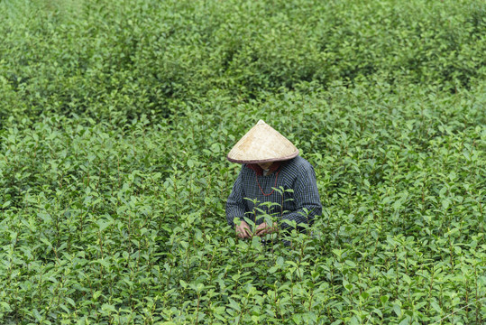 茶园绿茶龙井茶采茶工