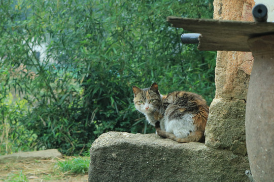 宠物猫家猫可爱