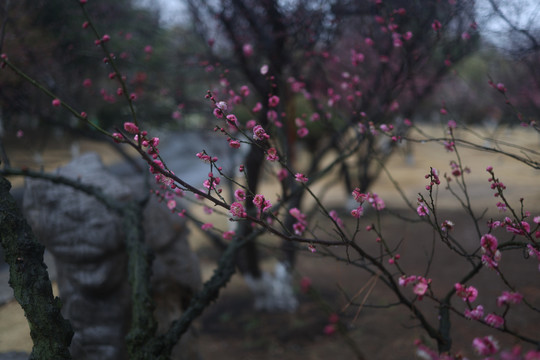 梅花春天