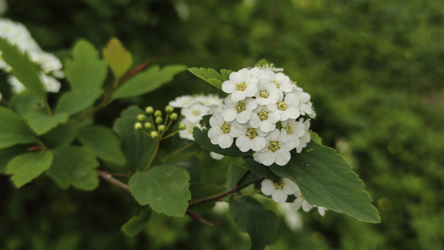 绣线菊