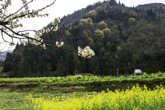 油菜花