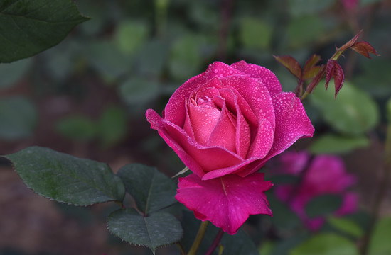 江苏淮安市花月季花