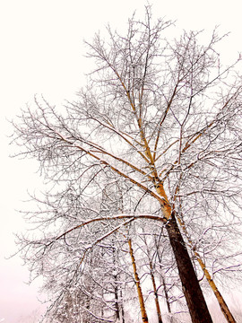 春天的雪挂