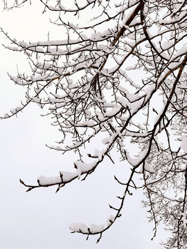 春天的雪挂