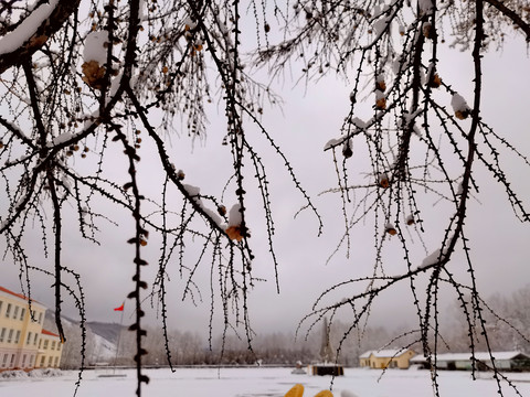 春天的雪挂