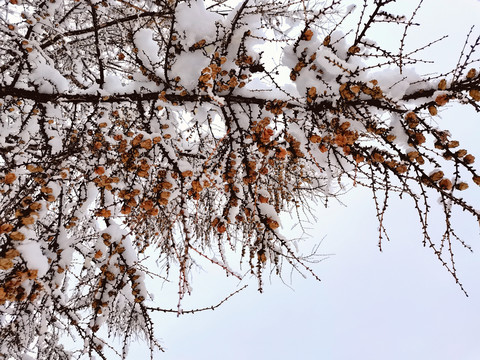 春天的雪挂