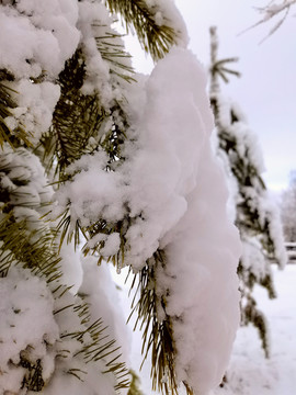 春天的雪挂