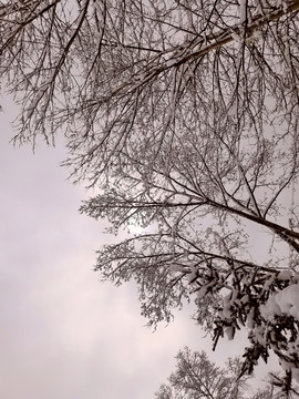 春天的雪挂