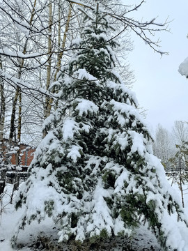 春天的雪挂