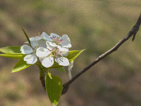 山梨花