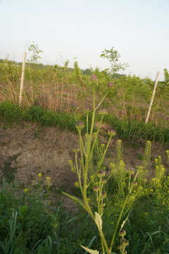 草本植物