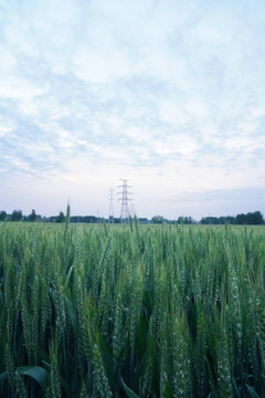 麦田