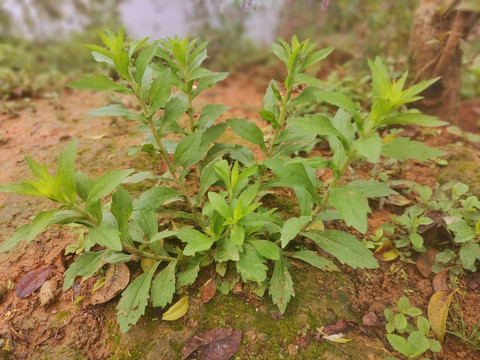 野草杂草