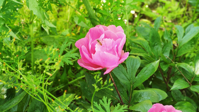 蜜蜂与芍药花