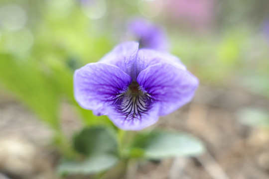 紫花地丁