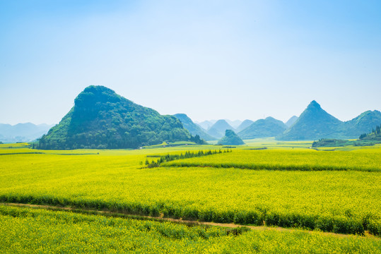 春天油菜花