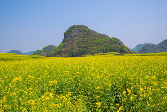春天油菜花