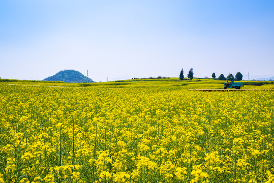 春天油菜花