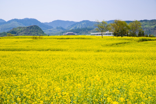 春天油菜花