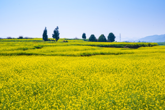 春天油菜花