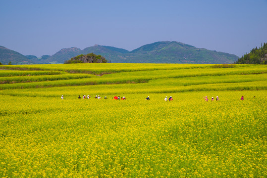春天油菜花