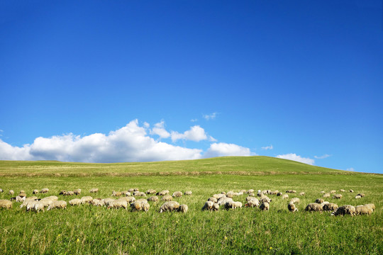 夏日绿色牧场羊群