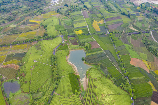 航拍江南茶园丽水大木山茶园