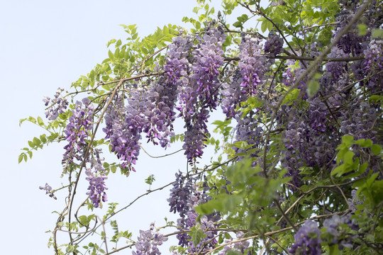 紫藤迎春舞