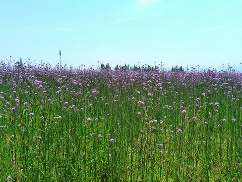 铜鉴湖花海