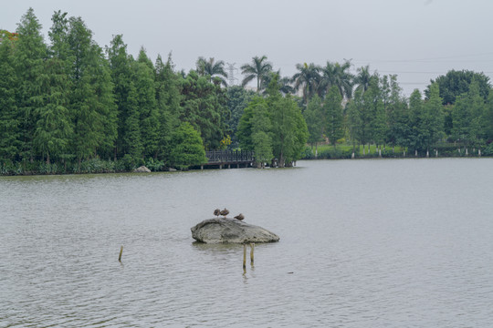 湿地公园